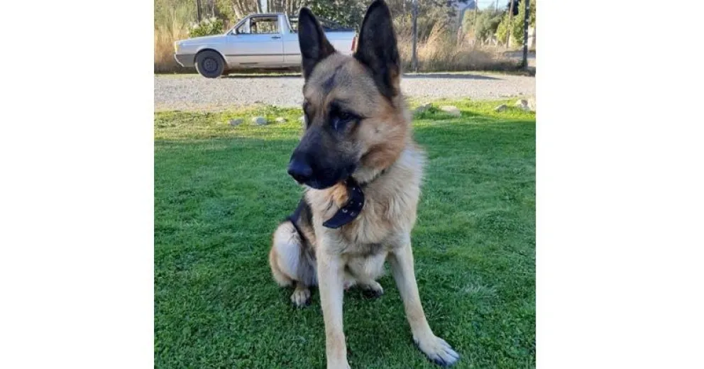 Familia ofrece recompensa por un perro extraviado